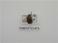 藏品(金龜子科)的圖片